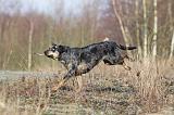 CATAHOULA 041